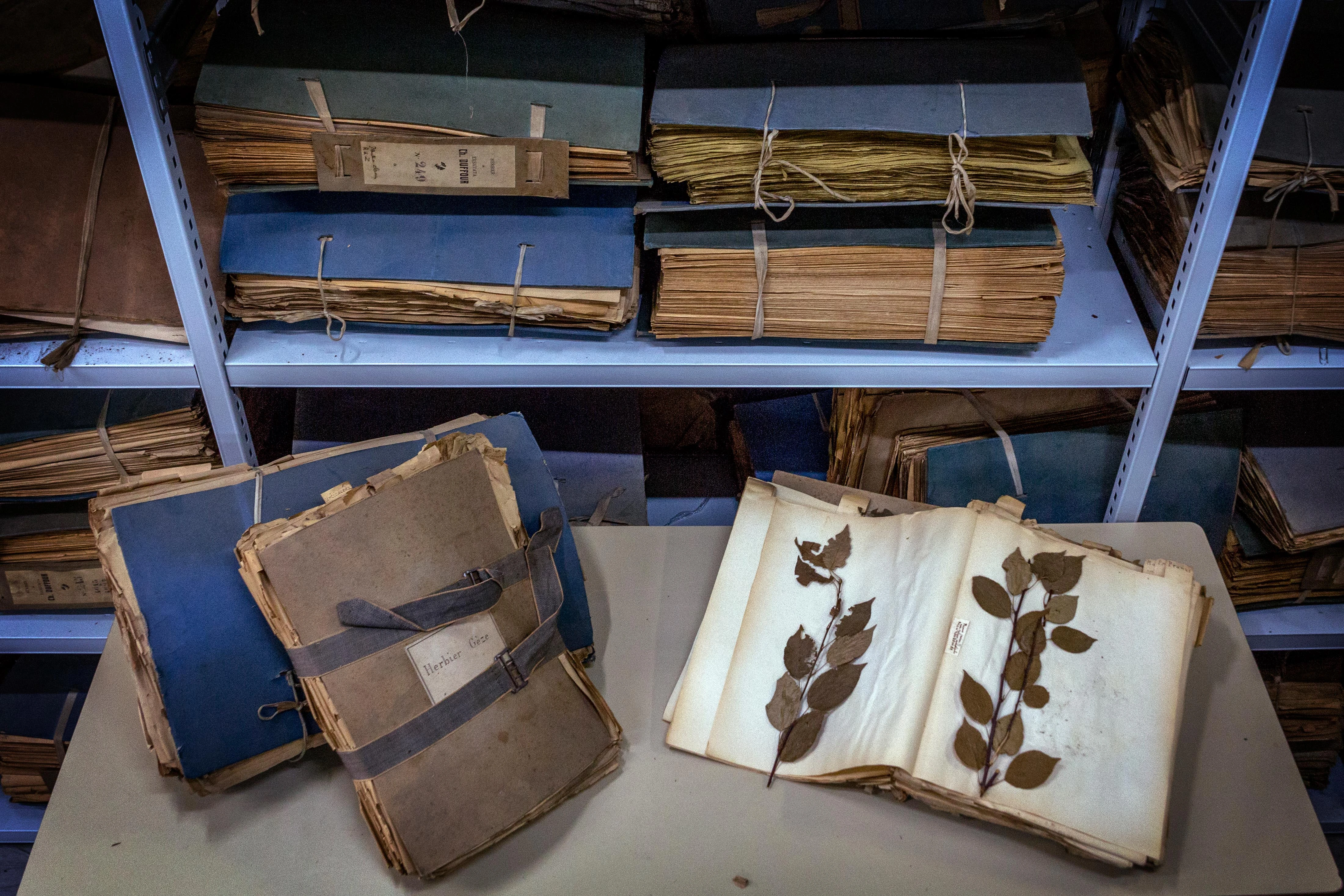 Vue esthétique de deux herbiers sur une table devant une étagère d'herbiers. Un herbier est fermé et l'autre est ouvert et présente une feuille sechée.  