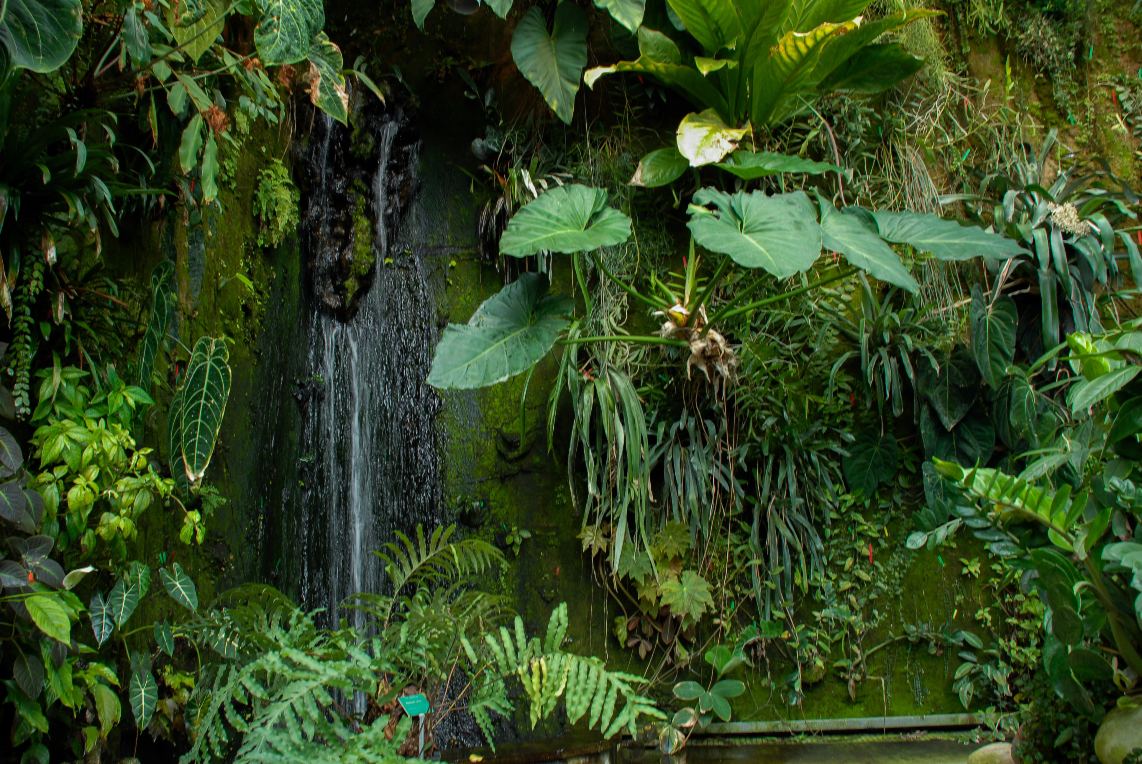 Vue du Mur végétal du Jardin Botanique Henri Gaussen