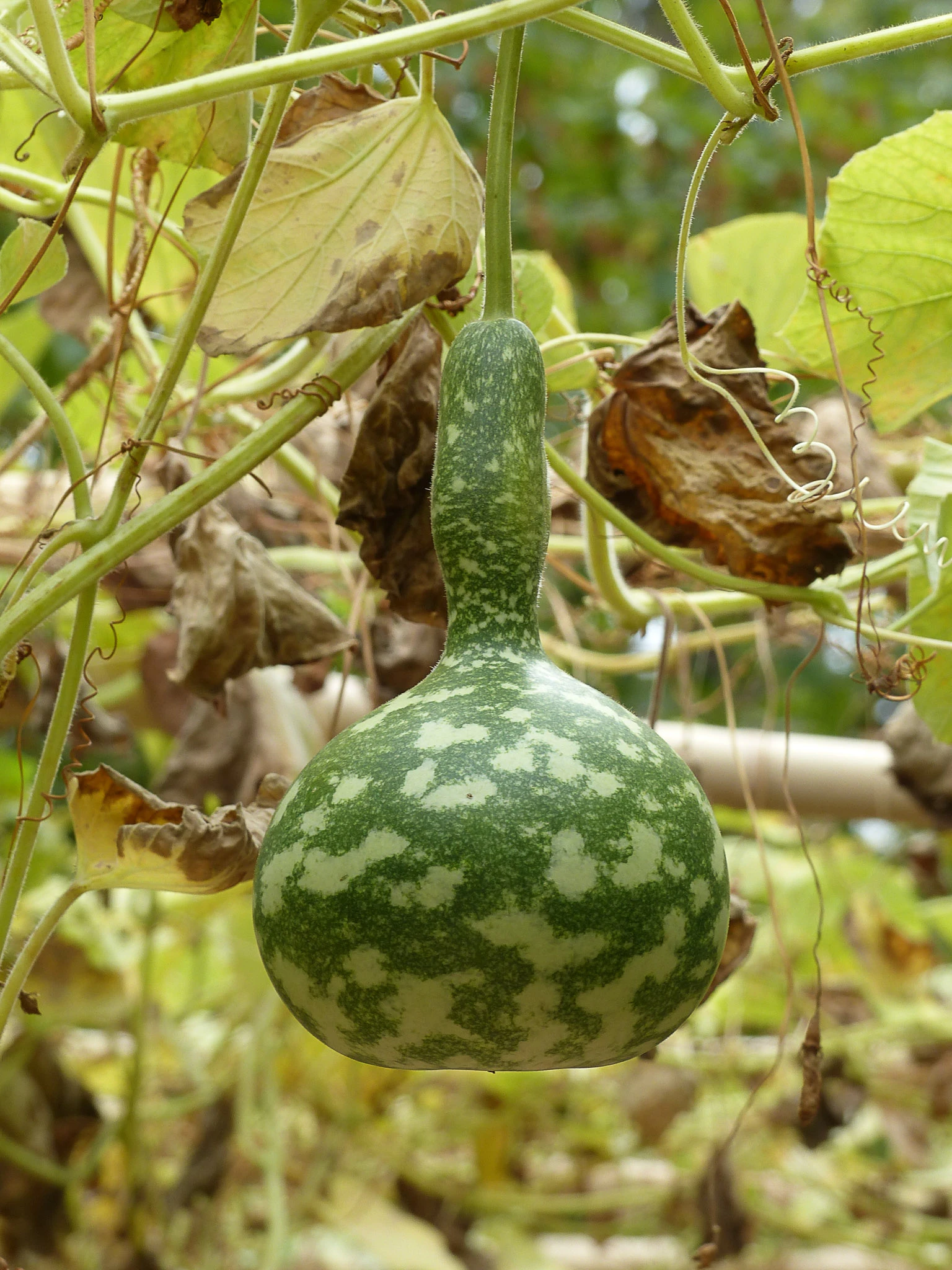 Photo d'un fruit de Lagenaria siceraria encore sur sur la plante. C'est ce fruit que l'on nomme calebasse