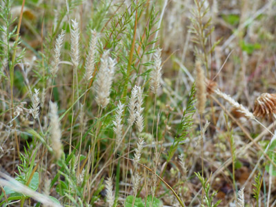 Photo de Rostraria à crête (Rostraria cristata)